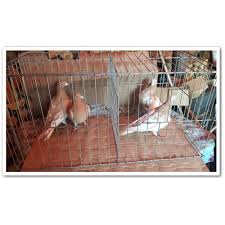 Cusca expo 120cm 3 comp pliabila 160cm