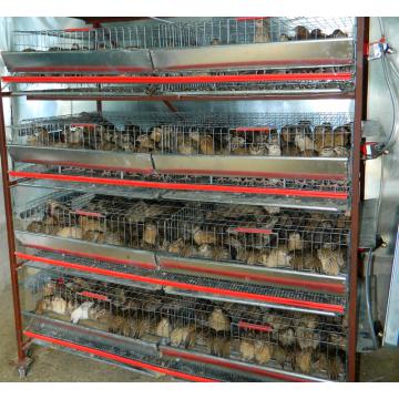 Cusca prepelite 50 pasari 90 cm