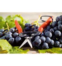 Foarfeca recoltat profi recoltat Stoker 16,5 cm