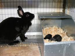 Cusca iepuri reproductie 80 cm