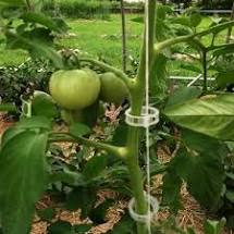 Clips palisare tomate