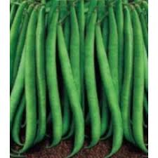 Fasole fideluta verde