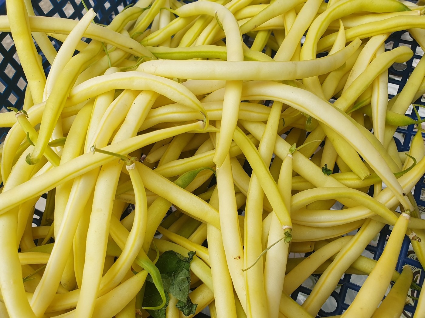 Fasole fideluta galbena Fruidor