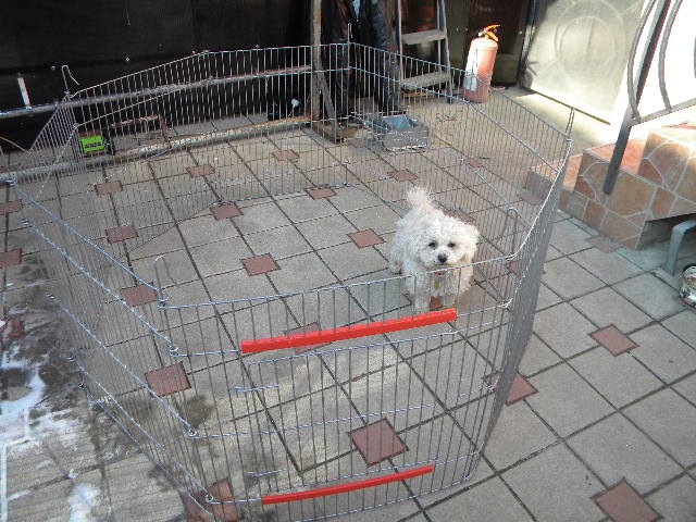 Tarc pentru animale din 8 panouri