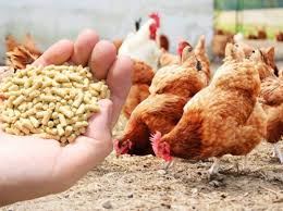 Hrana si aditivi furajeri 