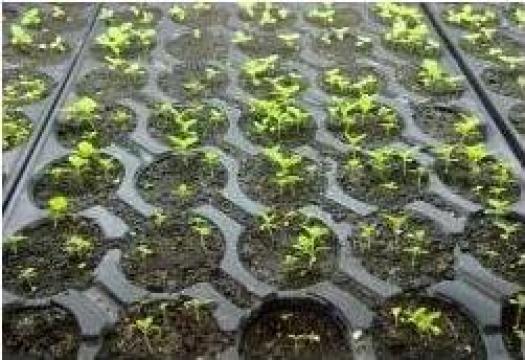 Tavite alveolare 24 celule rotunde