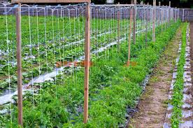 Plasa plante-castraveti 1,7 m