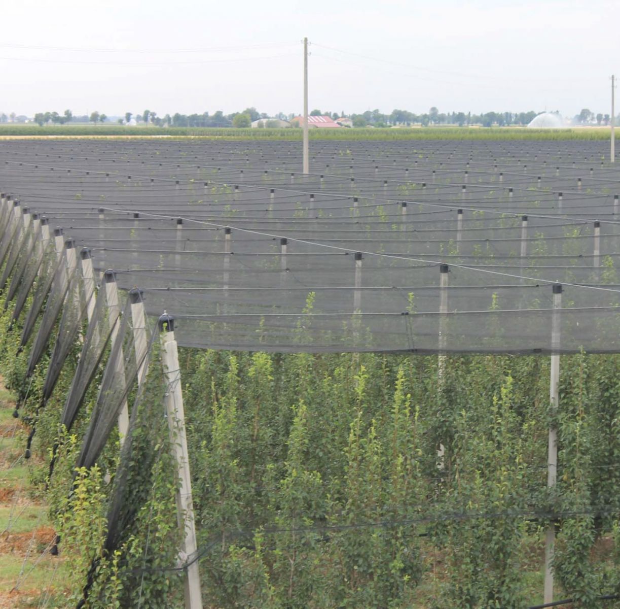 Plasa antigrindina Italia latime 6 m