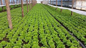 Folie mulcire salata 25 microni  perforata 20x30 cm