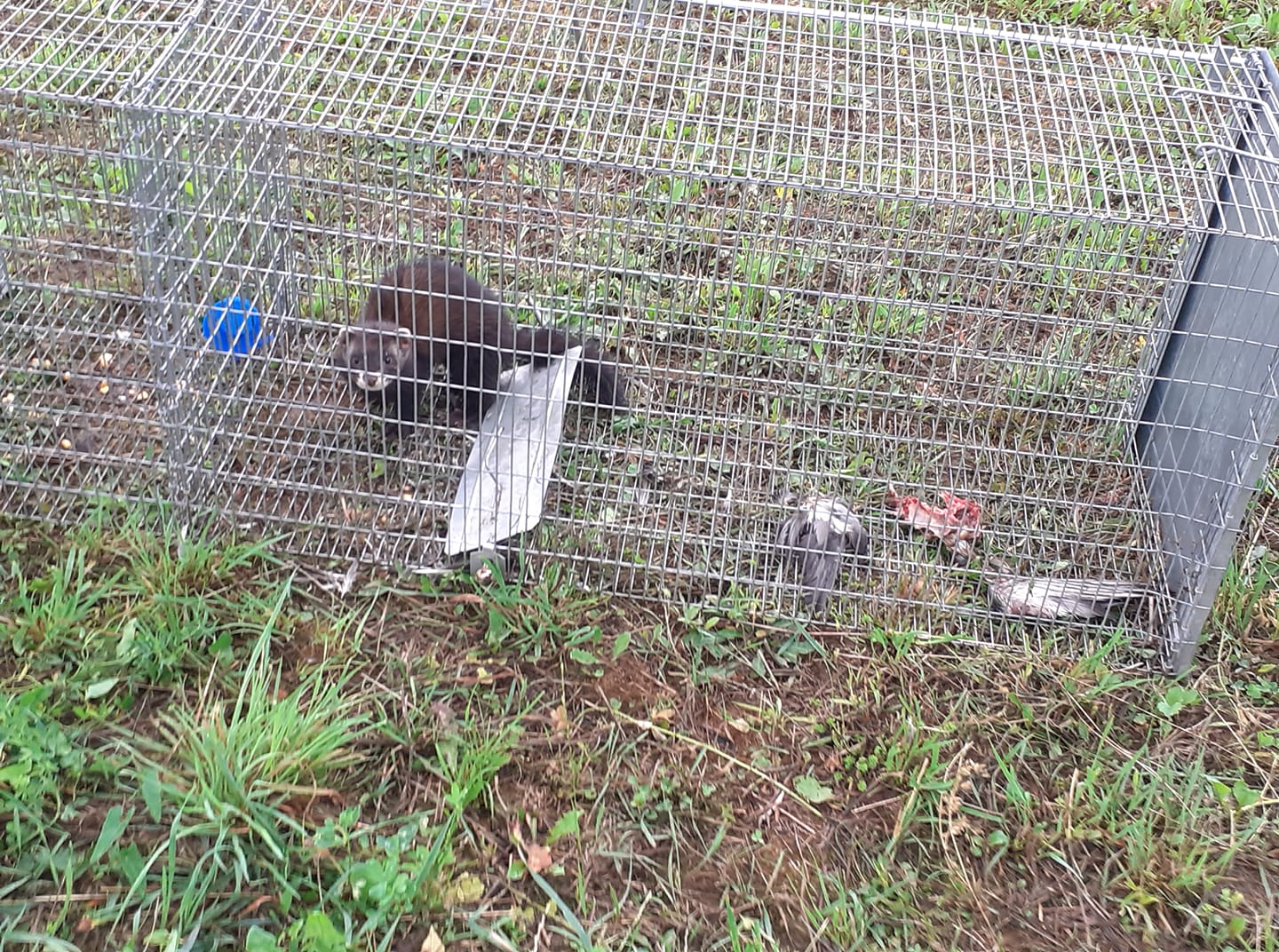 Capcana 2 intrari cu spatiu pentru momeala vie 140cm