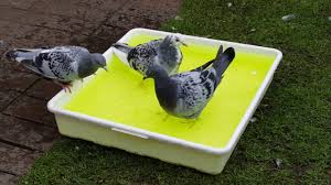 Tava imbaiere porumbei  50x55x10cm