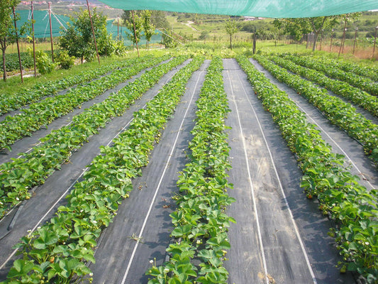 Agrotextil mulcire 90 gr