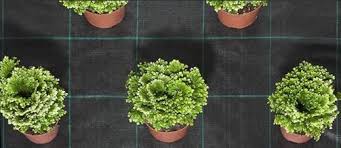 Agrotextil 100 gr/mp belgia