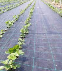 Agrotextil negru 100 gr Belgia
