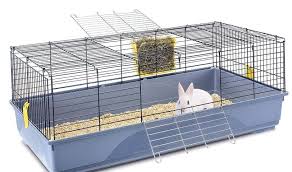 Cusca crestere rozatoare cavia