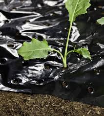 Folie mulcire neagra pentru legume 