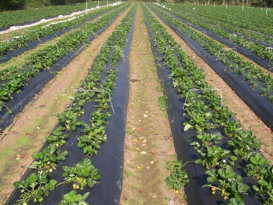 folie mulcire neagra perf 30