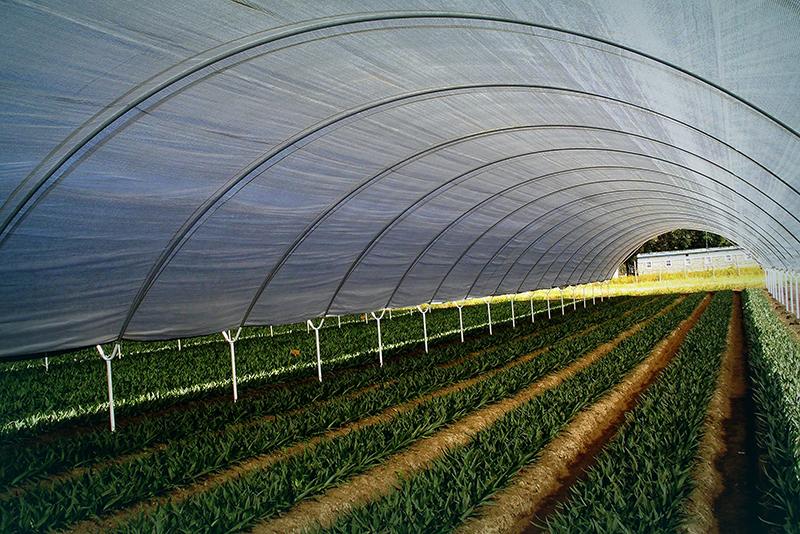 Folie pentru sere si solarii 150 si 180 microni
