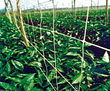 Plasa pentru sustinere plante alba